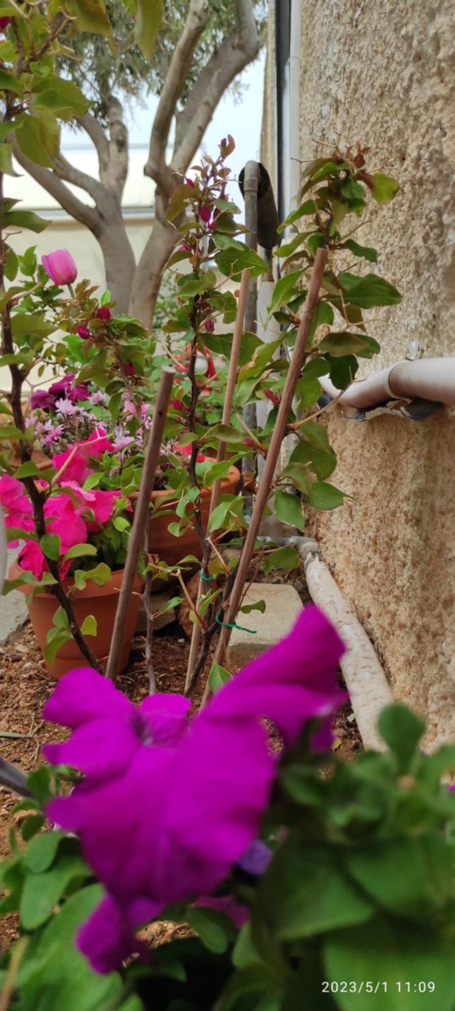 Secret Garden Home Lagonissi Attiki Foinikia  Exterior photo